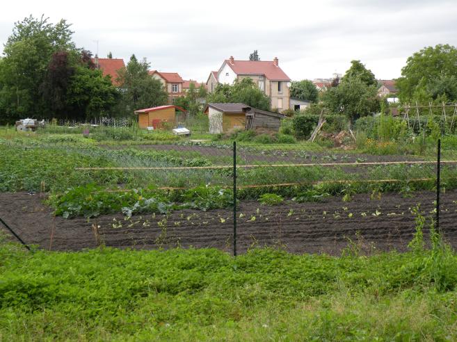  plantations dans jardin potager